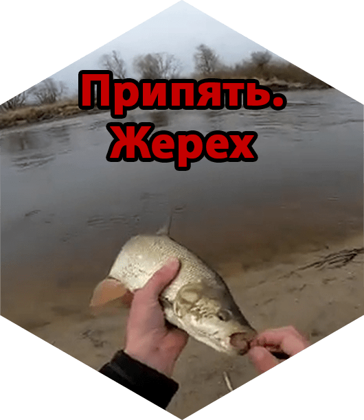 Жерех. Ловим легко.