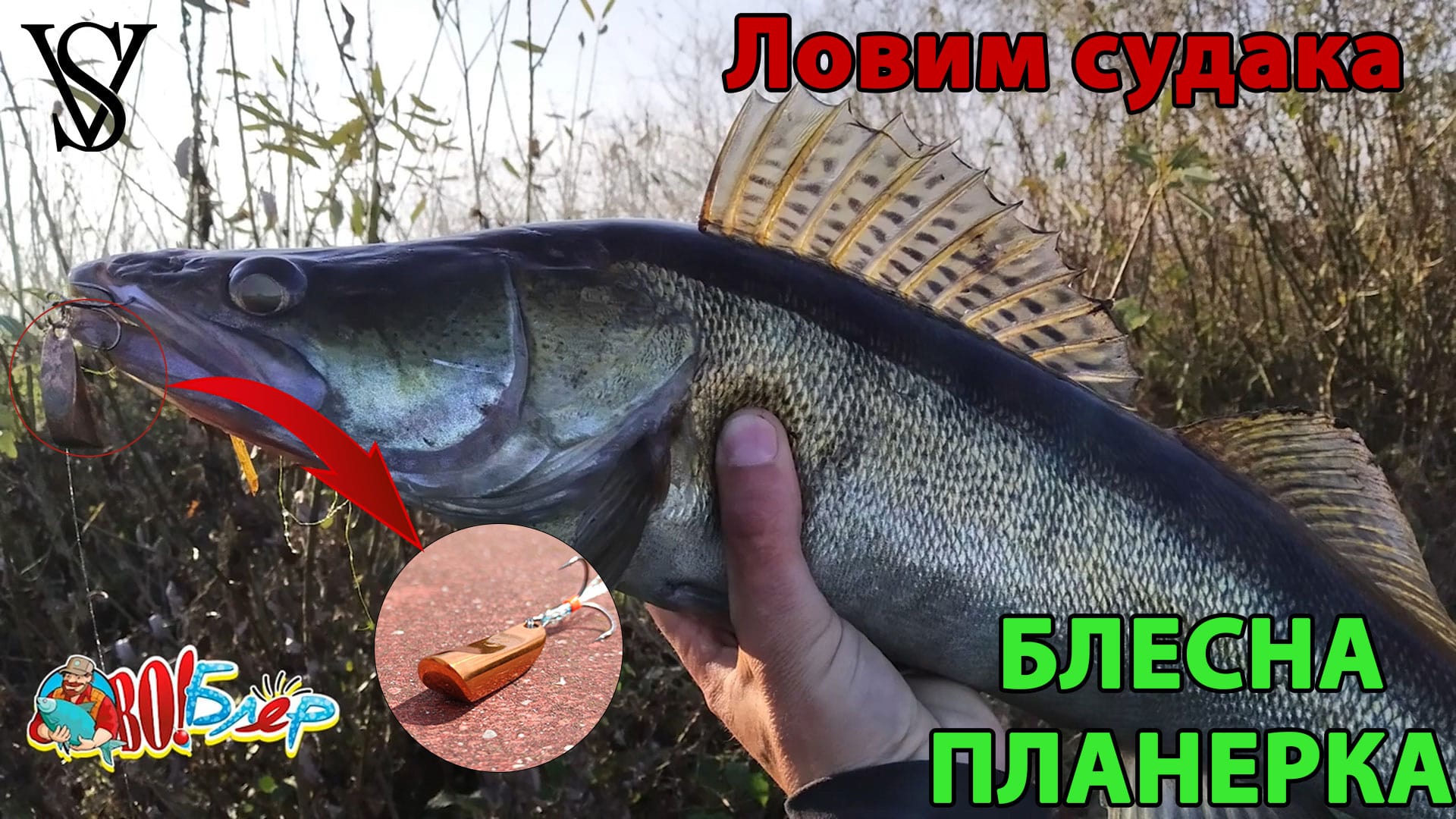 Блесна планерка. Ловим судака